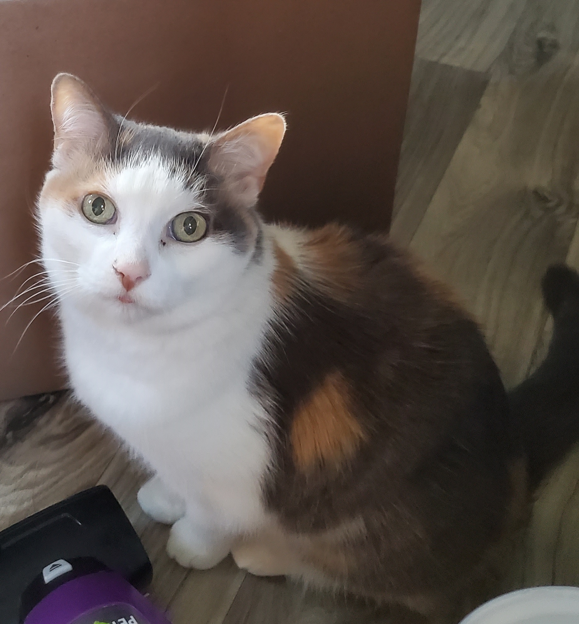 Twinkle the dilute calico cat looks out at you